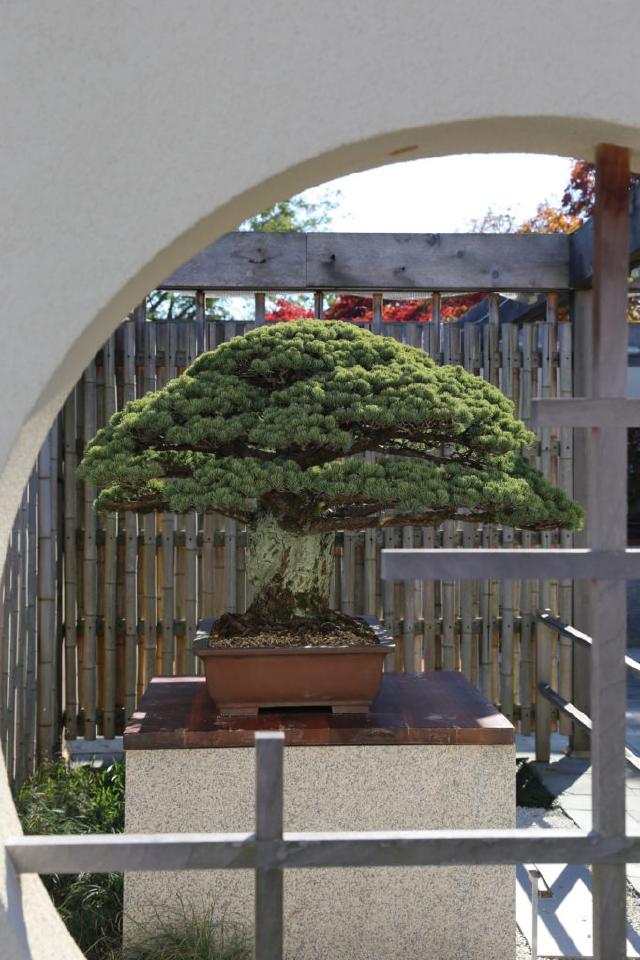 Bonsai Schooling